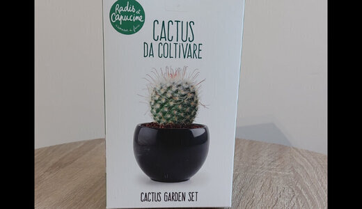 Kit Cactus