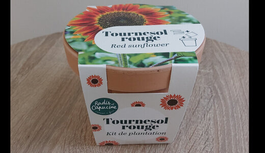 Pot Terre cuite antique - Tournesol rouge