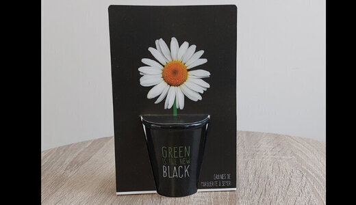 Pot BLACK - Pâquerette
