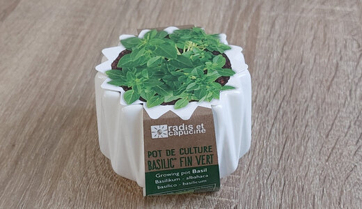 Pot origami - Basilic fin vert bio