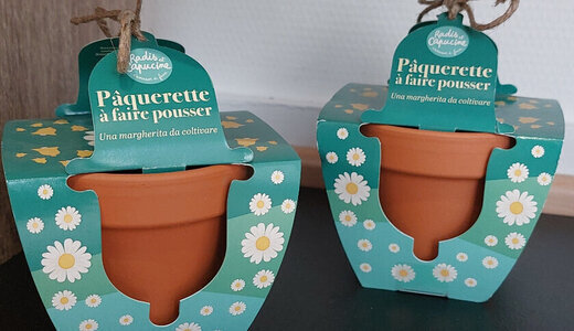 Pot Terre - Pâques Paquerettes
