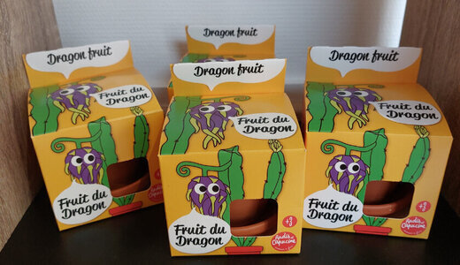 Pot Terre - Fruit du Dragon