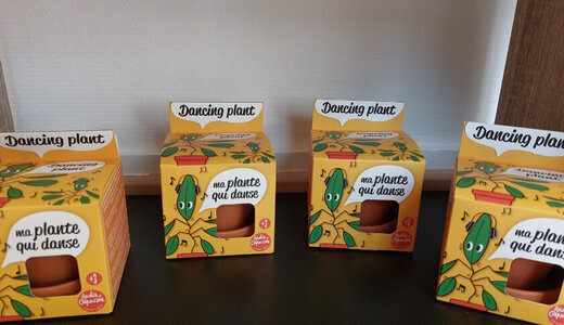 Pot Terre - Plante qui danse