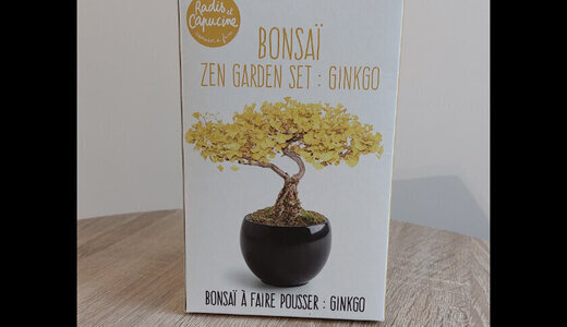 Kit BONSAÏ Ginkgo
