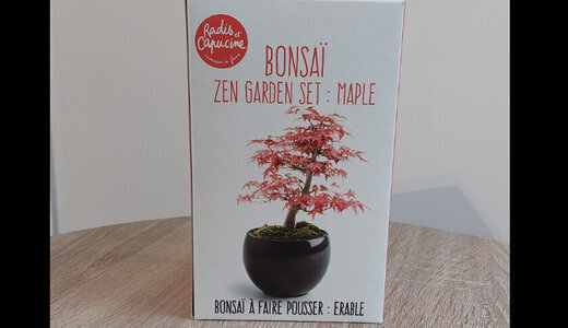 Kit BONSAÏ Erable rouge