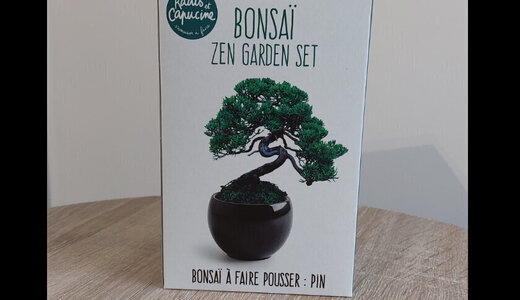 Kit BONSAÏ Pin Parasol
