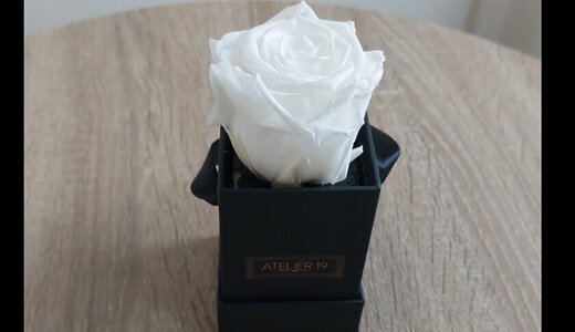 Rose blanche