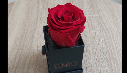 Rose rouge