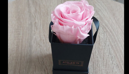 Rose rose