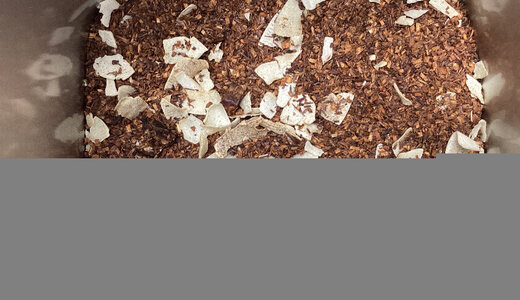 Rooibos Datte vanille 50gr