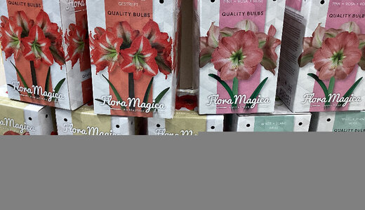 Bulbe amaryllis