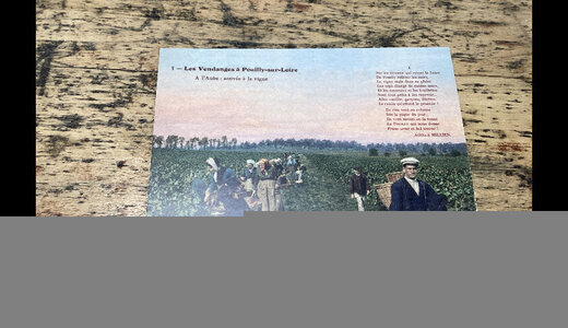 CP colorisée Pouilly arrivée à la vigne